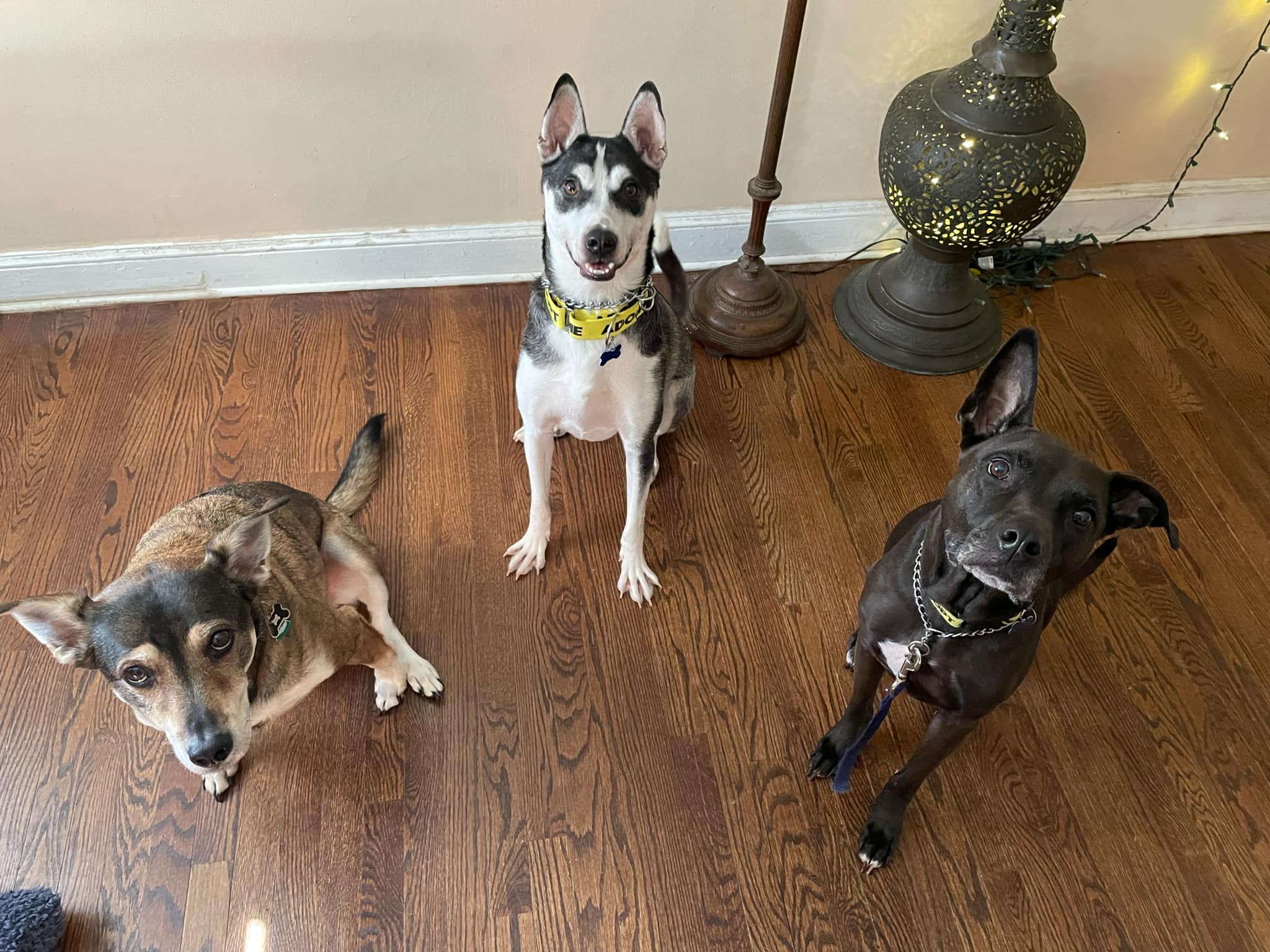 Dog for adoption LADY BASIL, a Black Labrador Retriever Mix in Blue
