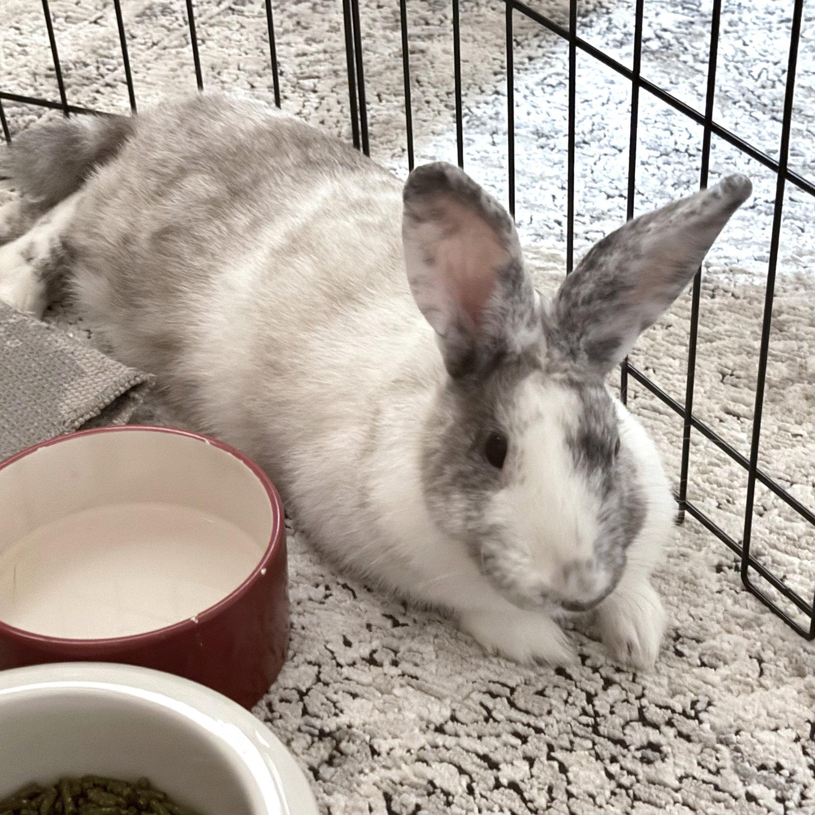 Maple, a Adoptable mixed breed in Great Neck, NY image 2/2