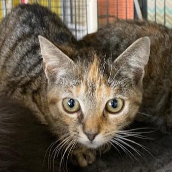 Skittles, Adoptable, Kitten Female Domestic Short Hair.