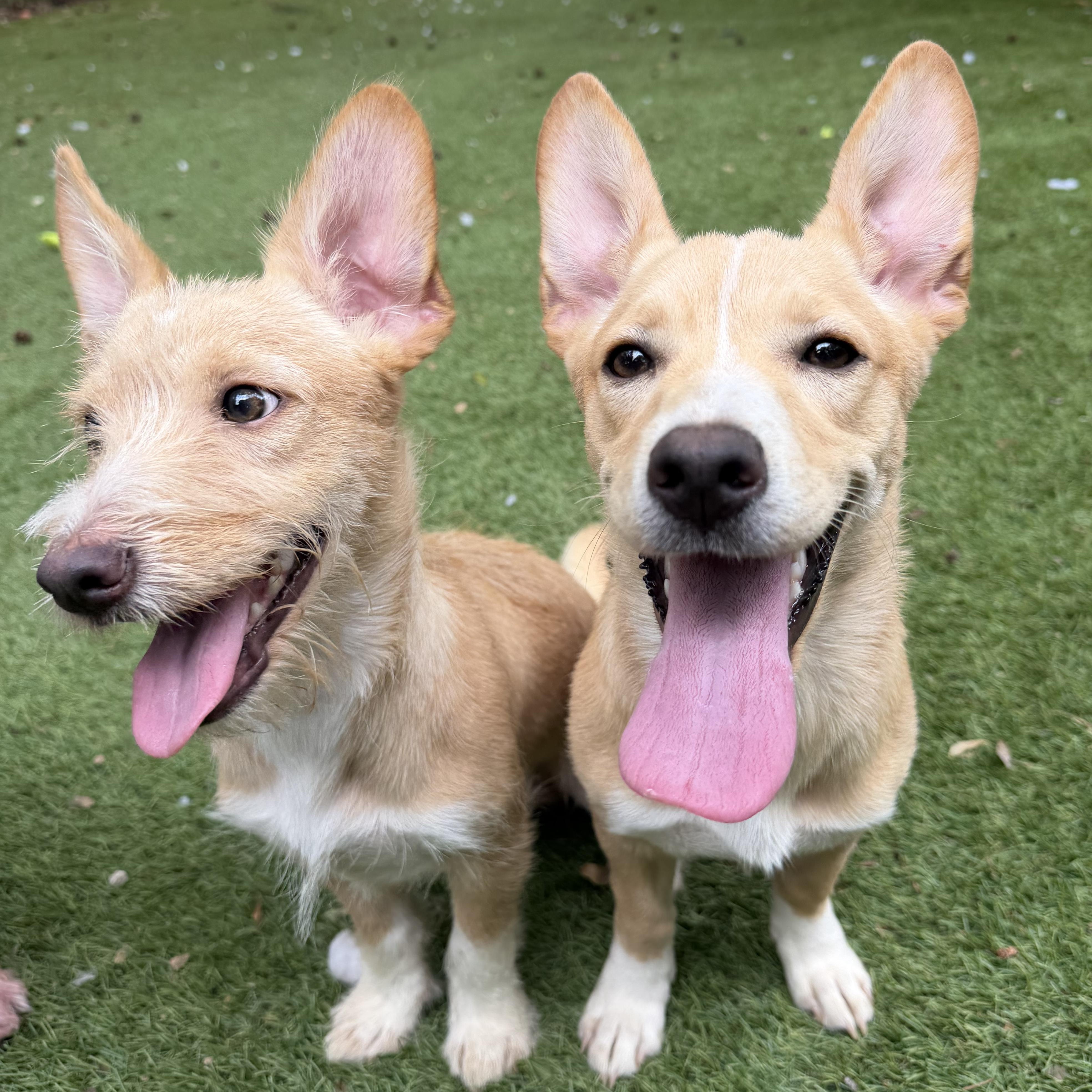 Enlarge Thumper, an adopted Terrier in Baltimore, MD image 5/5