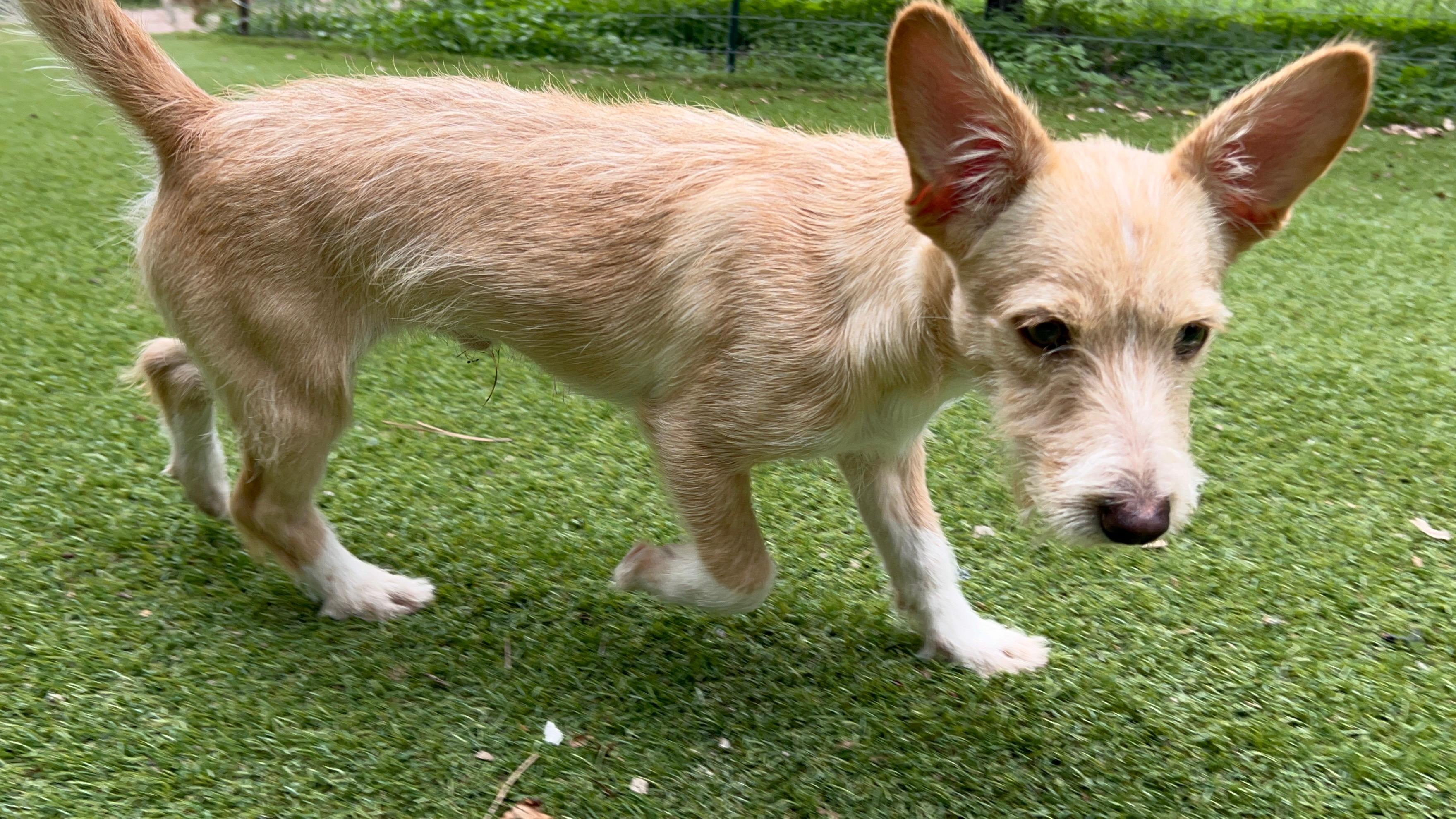 Enlarge Thumper, an adopted Terrier in Baltimore, MD image 4/5