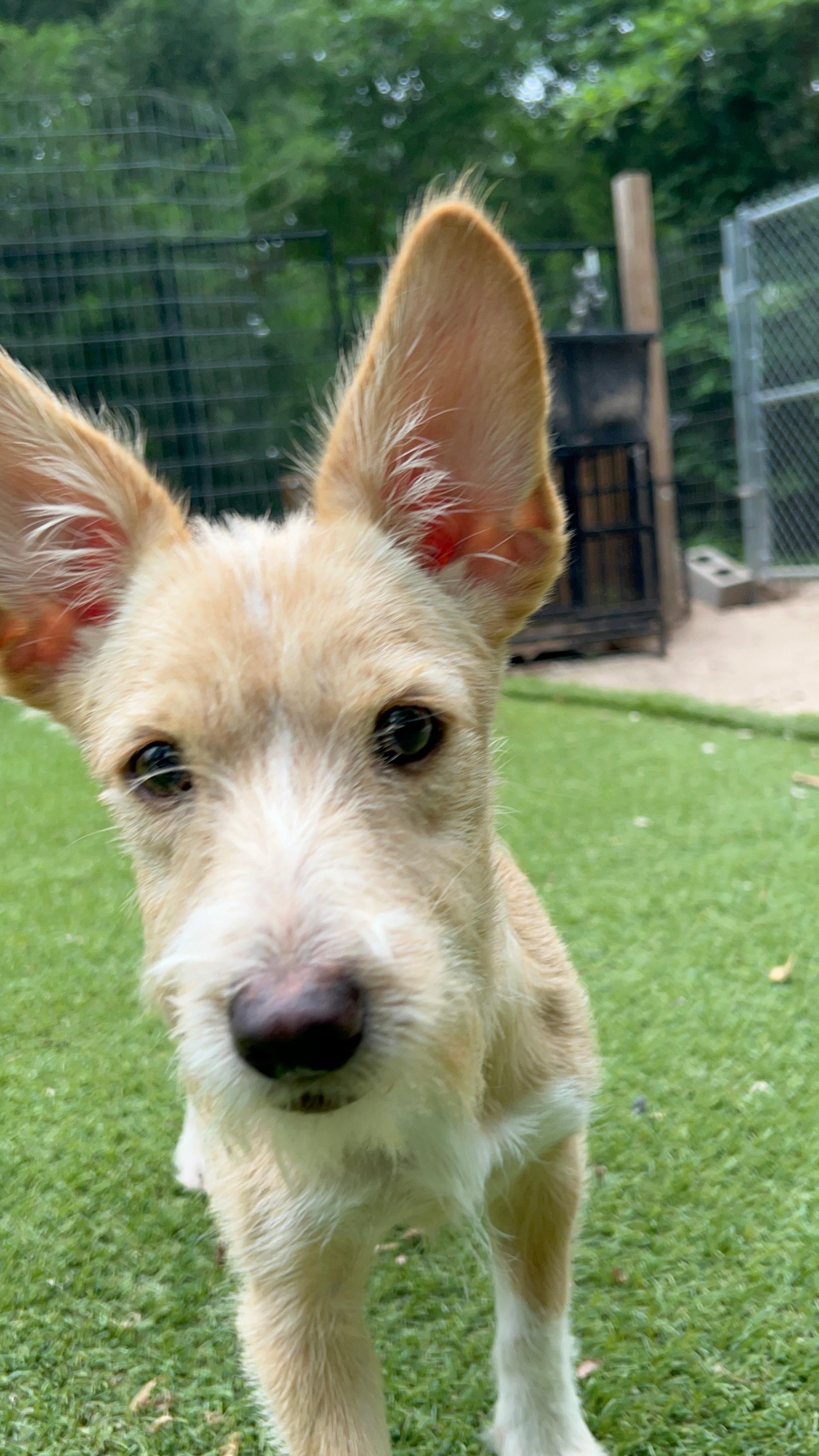 Enlarge Thumper, an adopted Terrier in Baltimore, MD image 1/5
