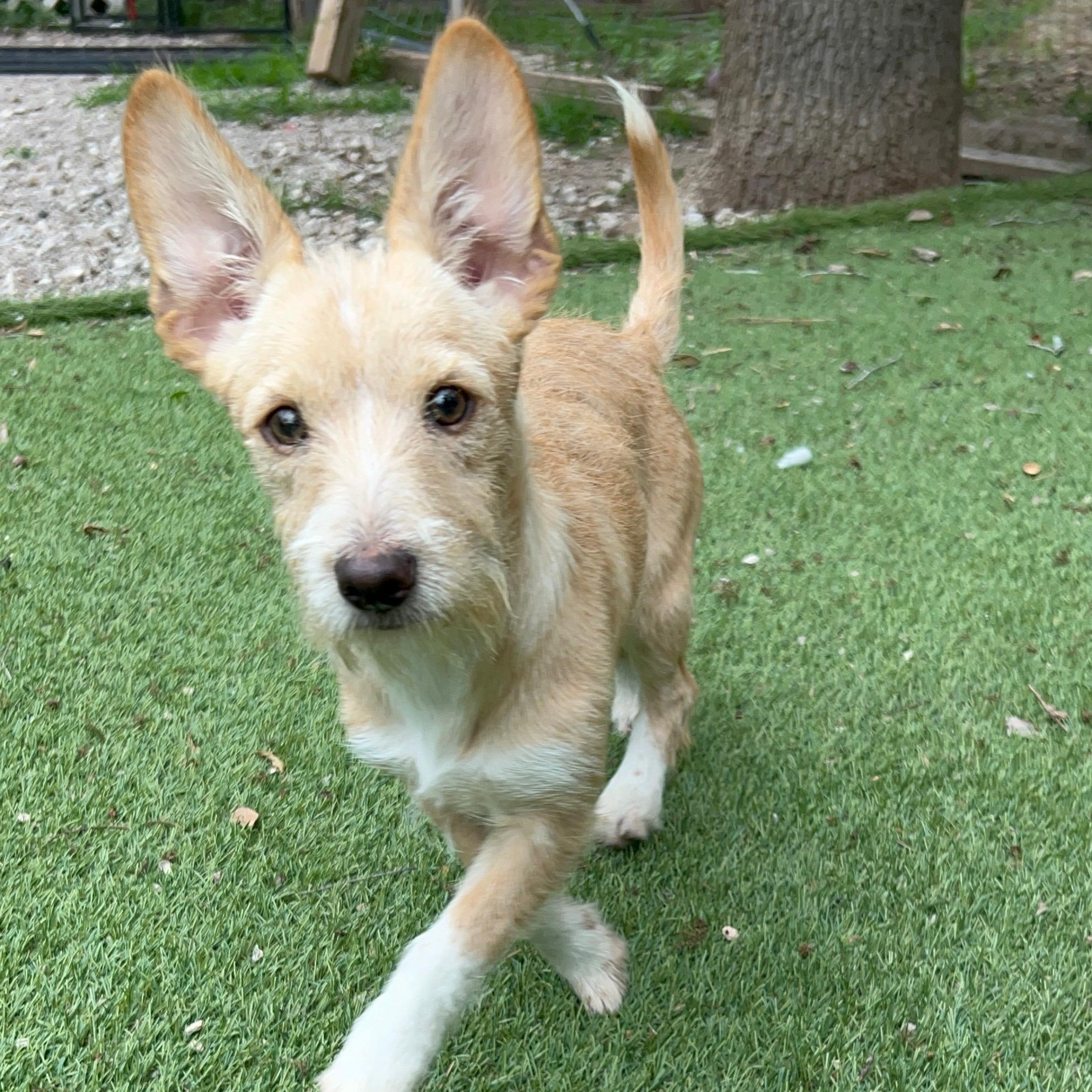 Enlarge Thumper, an adopted Terrier in Baltimore, MD image 3/5