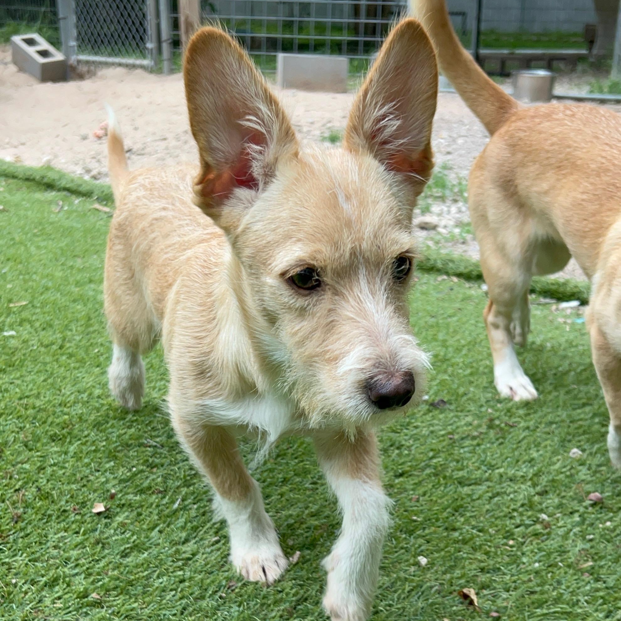 Enlarge Thumper, an adopted Terrier in Baltimore, MD image 2/5