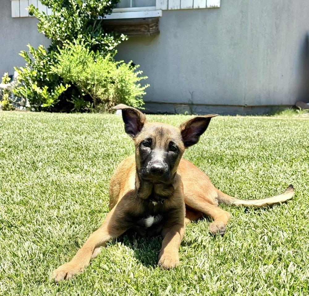 Enlarge Allie, a Adoptable mixed breed in Wildomar, CA image 1/5