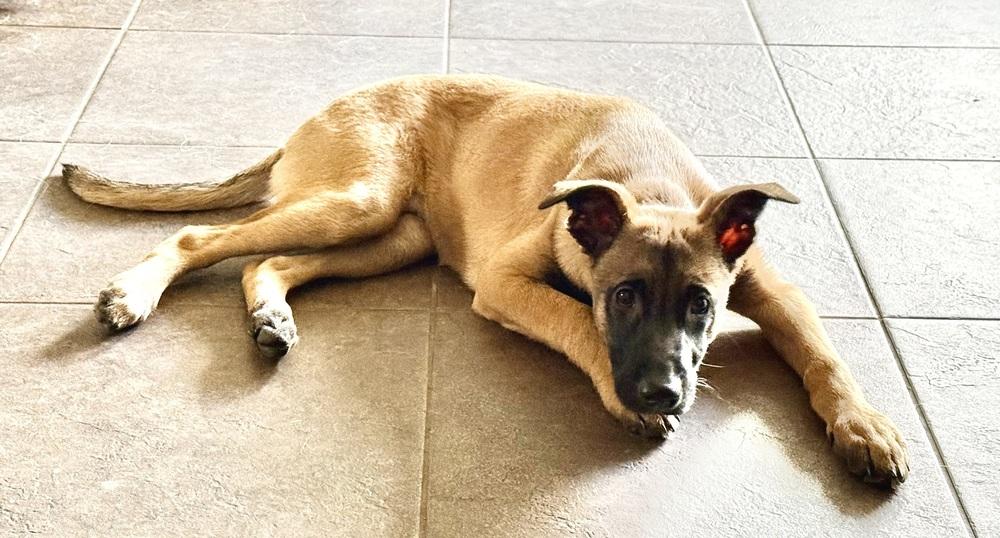 Enlarge Allie, a Adoptable mixed breed in Wildomar, CA image 2/5
