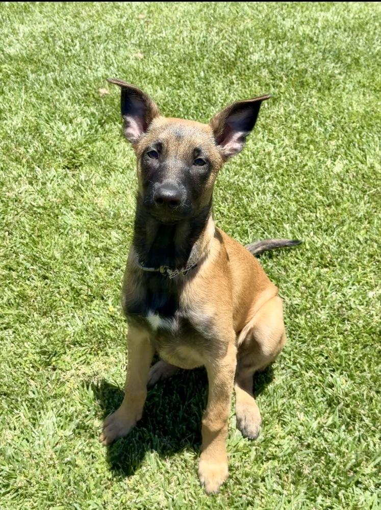 Enlarge Allie, a Adoptable mixed breed in Wildomar, CA image 3/5
