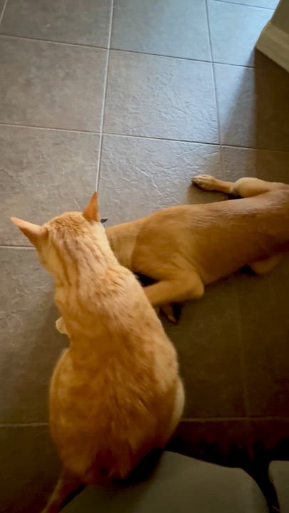 Enlarge Allie, a Adoptable mixed breed in Wildomar, CA video 4/5