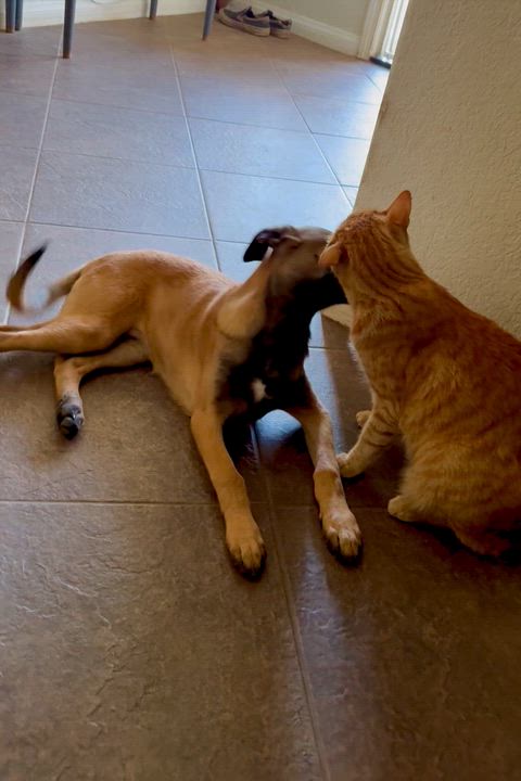 Enlarge Allie, a Adoptable mixed breed in Wildomar, CA video 5/5