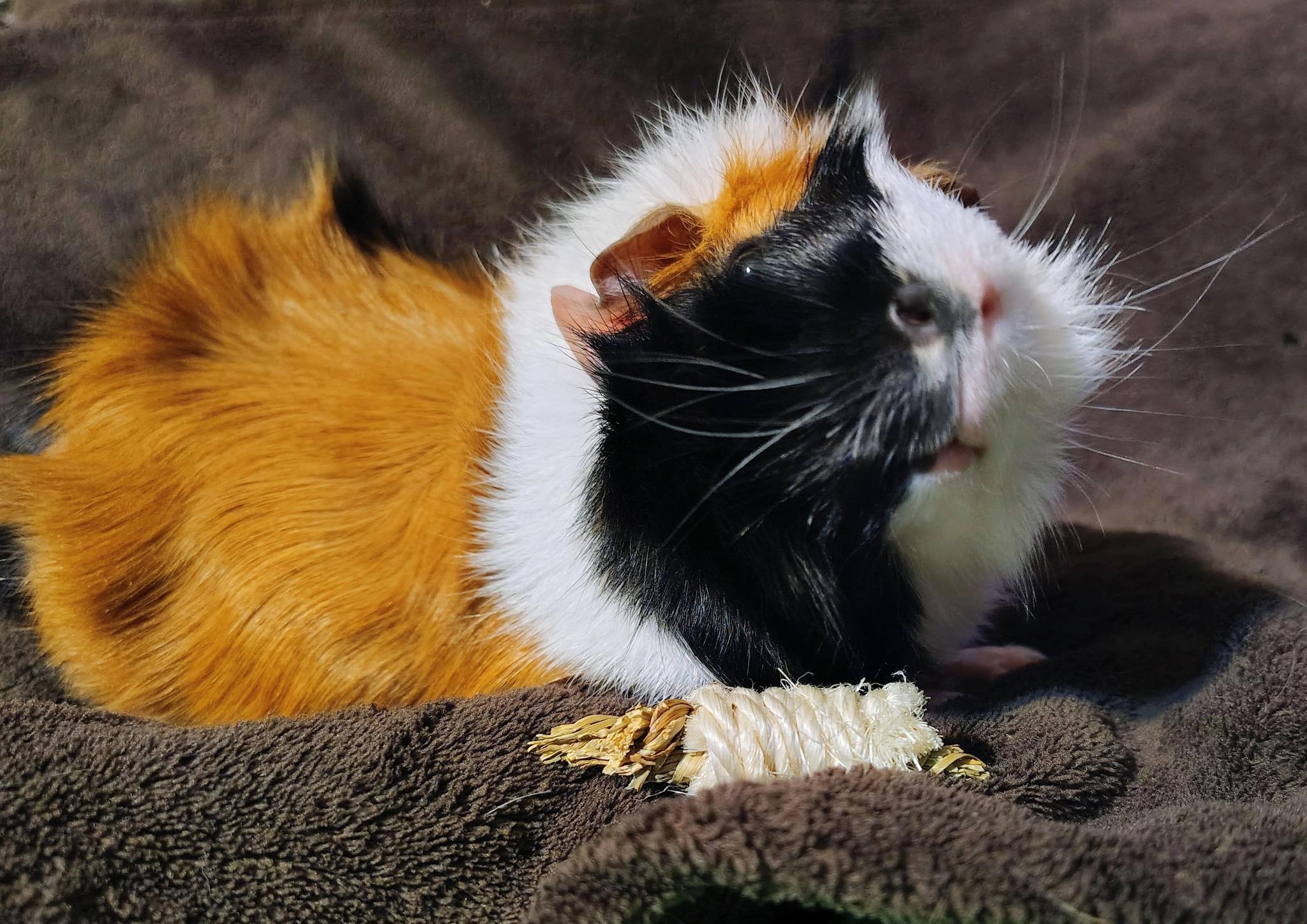 Pumpkin, an adopted Guinea Pig in Cocoa, FL image 4/4