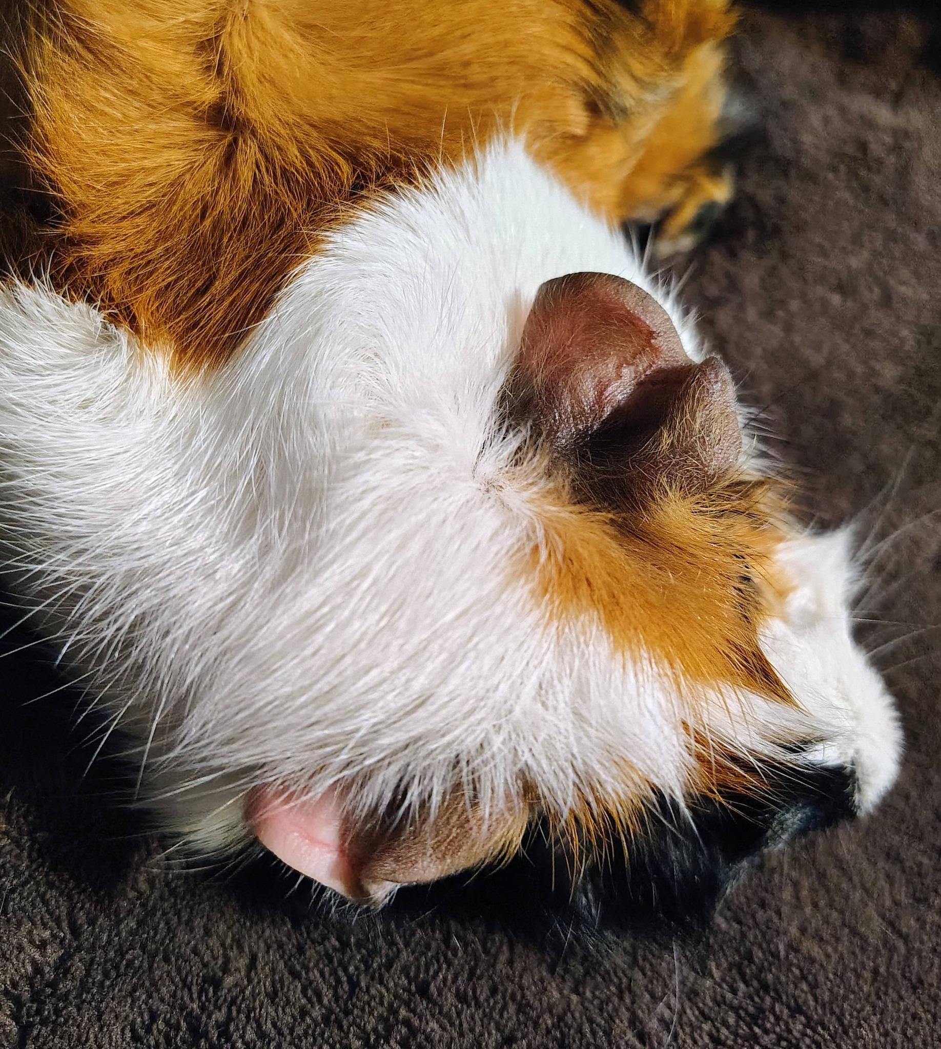 Pumpkin, an adopted Guinea Pig in Cocoa, FL image 3/4