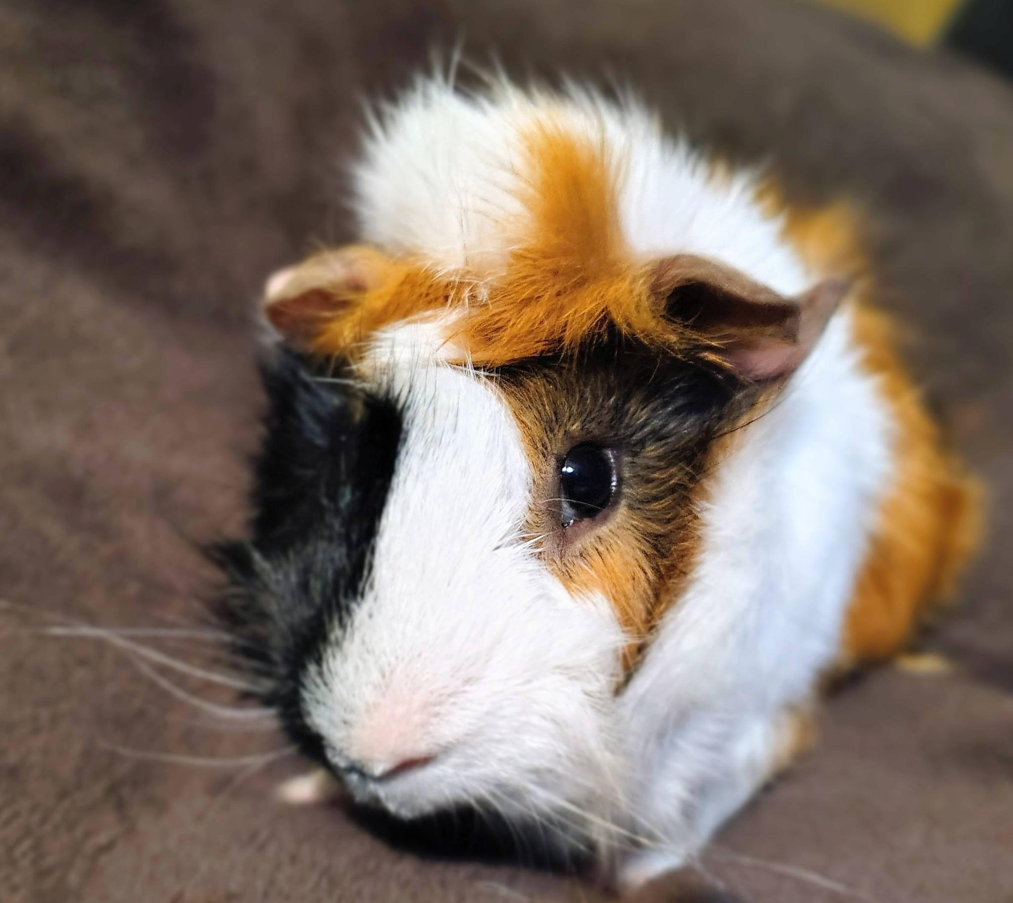 Pumpkin, an adopted Guinea Pig in Cocoa, FL image 2/4