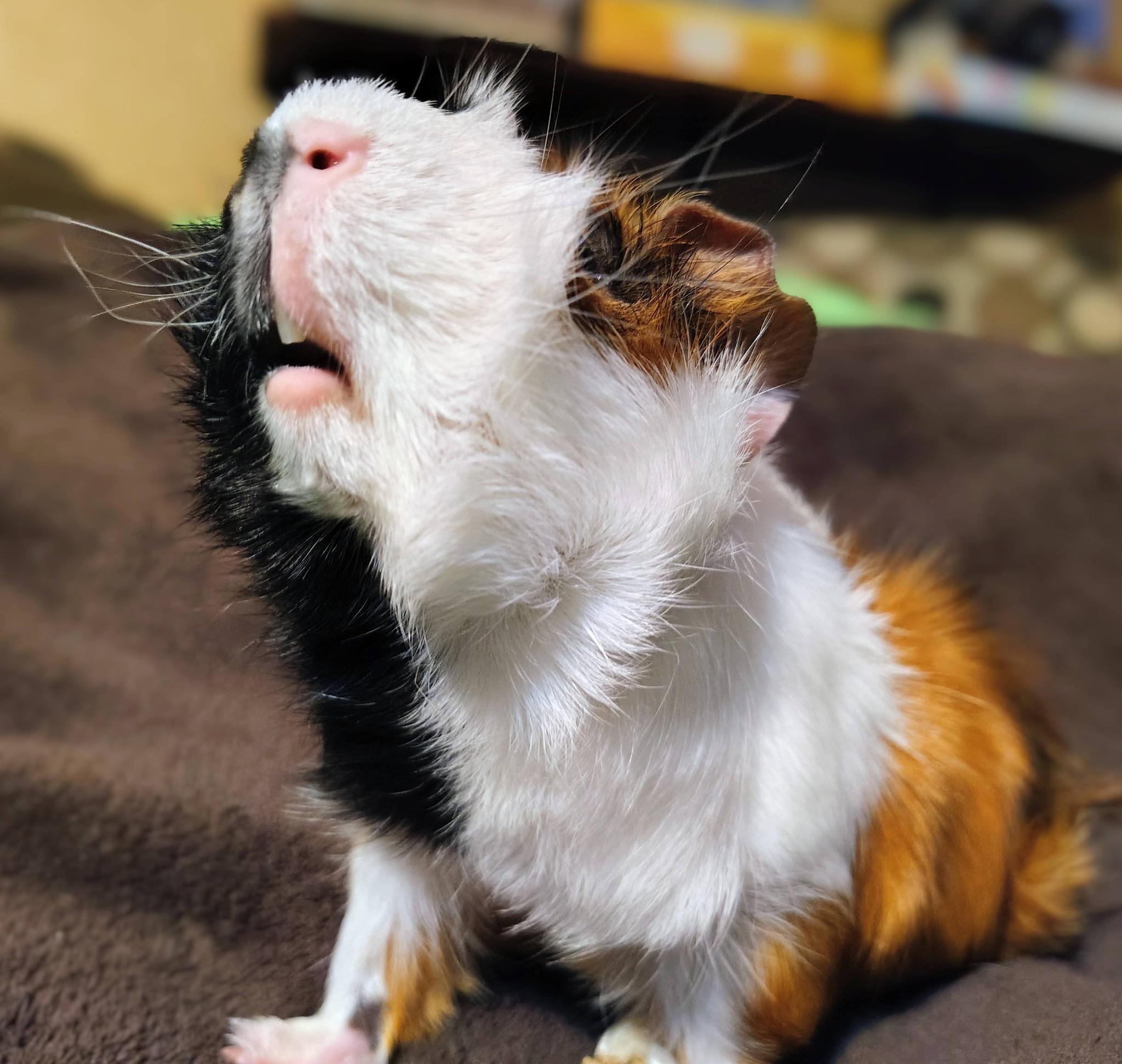 Pumpkin, adopted, Young Male Guinea Pig.
