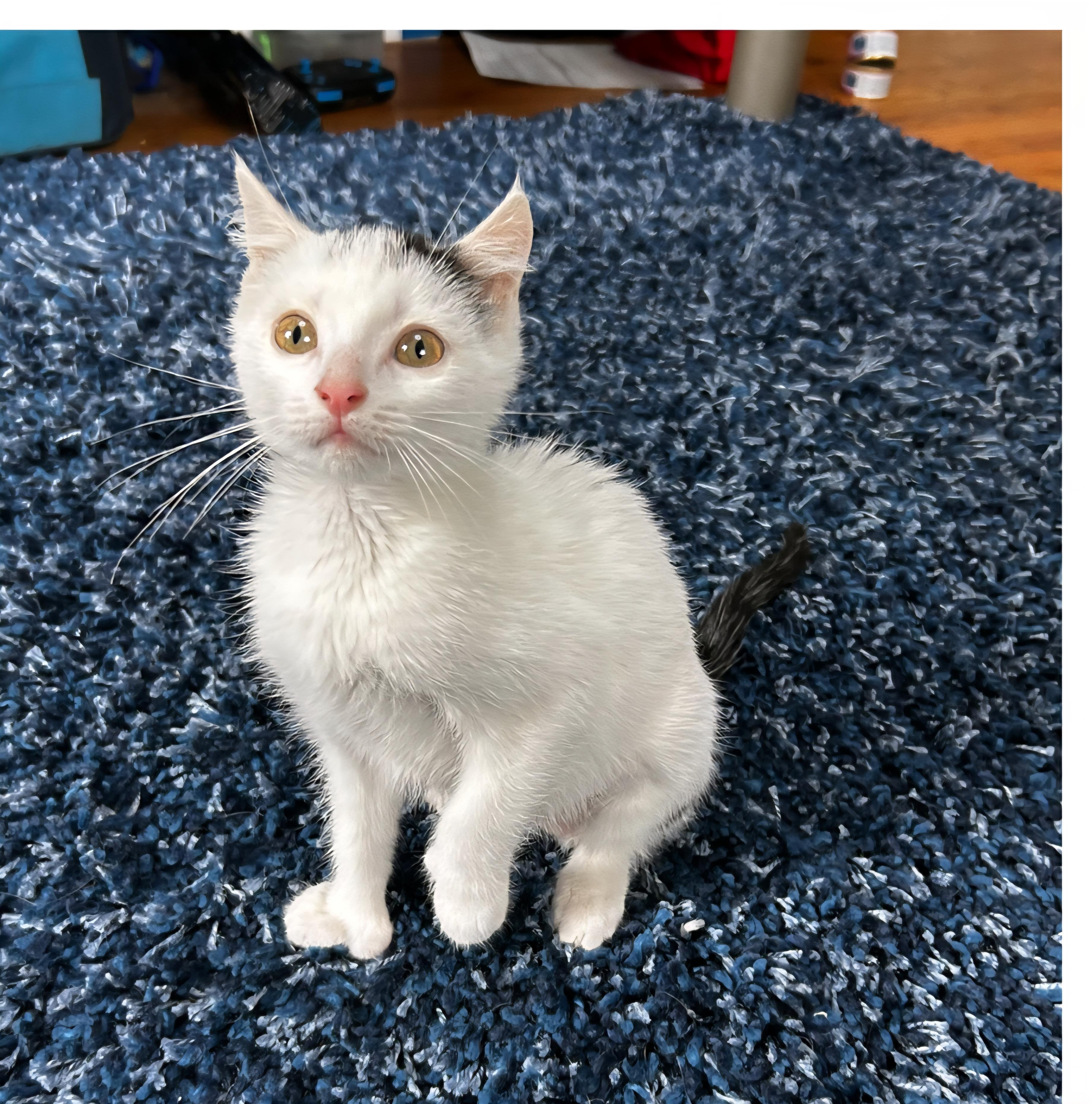 Gucci, adopted, Kitten Female Domestic Short Hair.