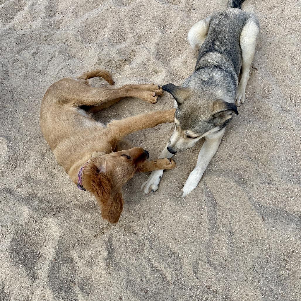 Enlarge Zara, a Adoptable mixed breed in Colorado Springs, CO image 1/4