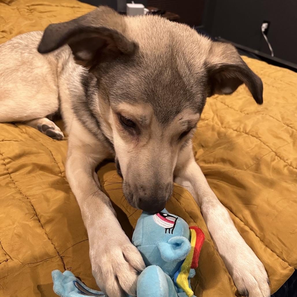 Enlarge Zara, a Adoptable mixed breed in Colorado Springs, CO image 3/4