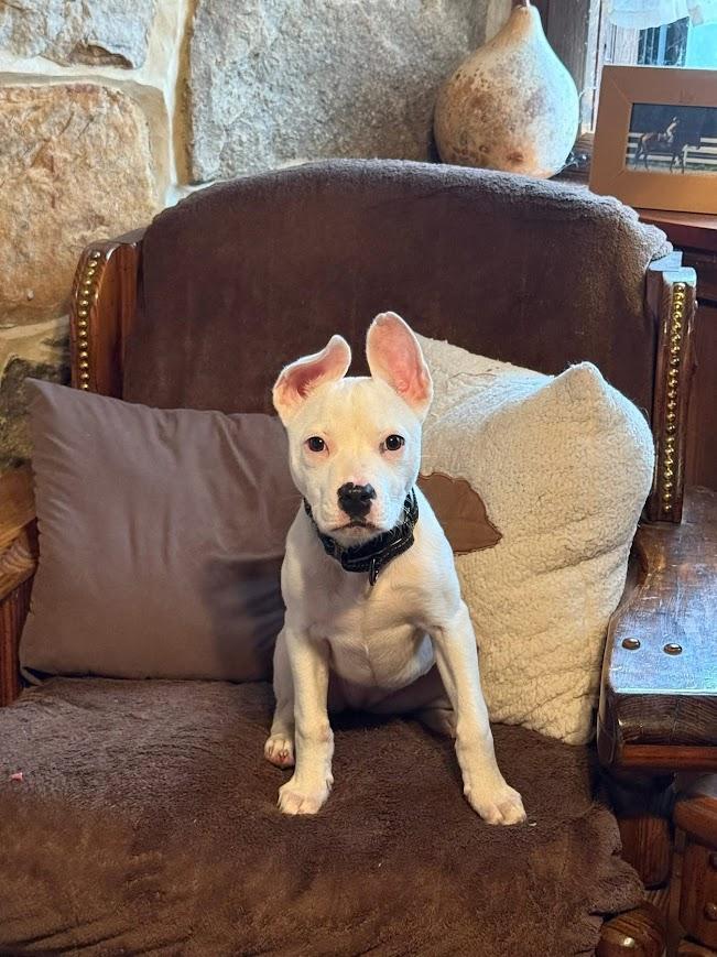 Amira, ADOPTABLE, Young Female Pit Bull Terrier.