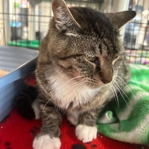 Too Boots, Adult Female unknown