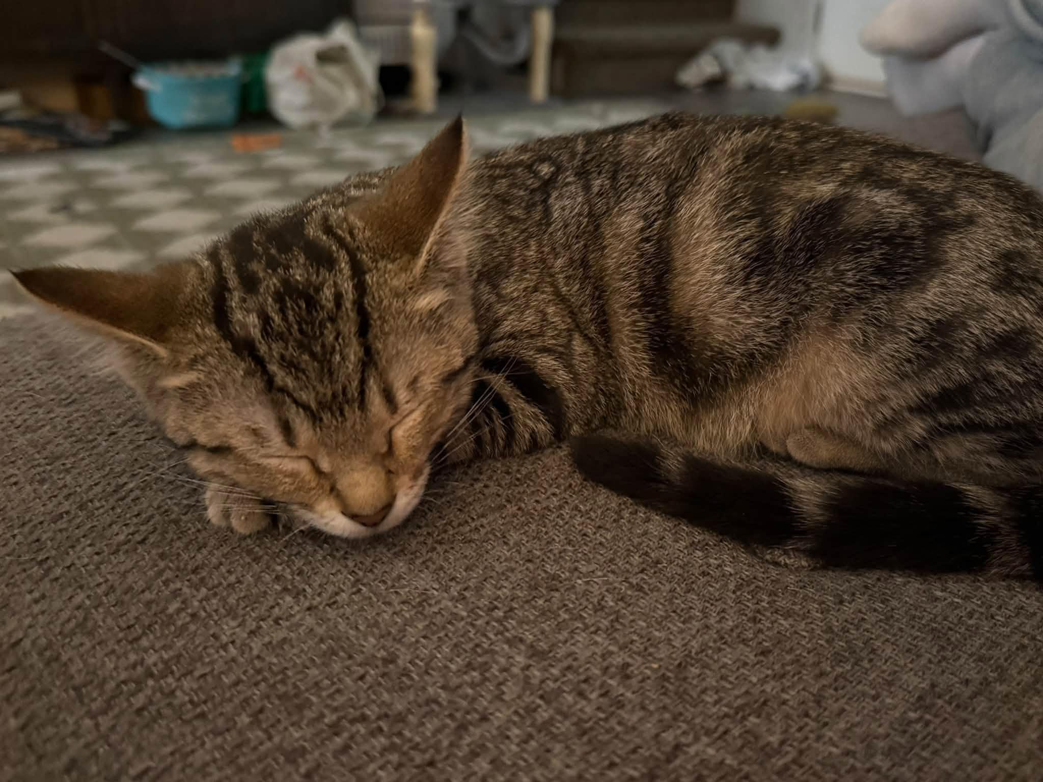Enlarge Stormi, a Adoptable Domestic Short Hair in Clarksville, TN image 3/5