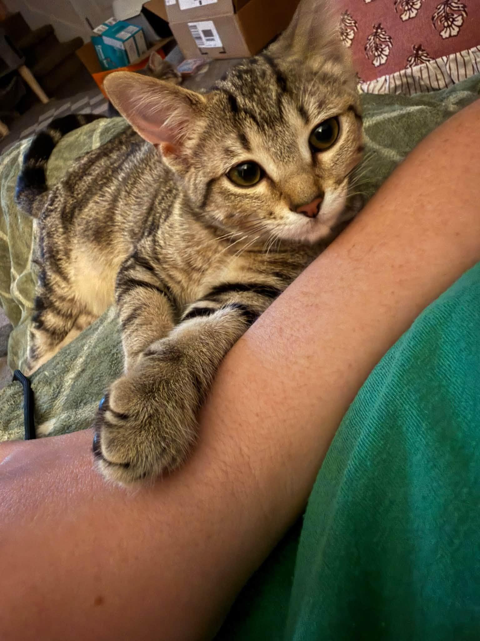 Stormi, Adoptable, Kitten Female Domestic Short Hair.