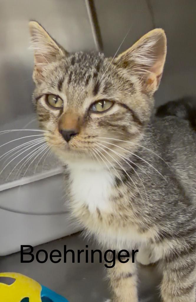 Boehringer Ingelheim, Adoptable, Kitten Female Domestic Medium Hair.