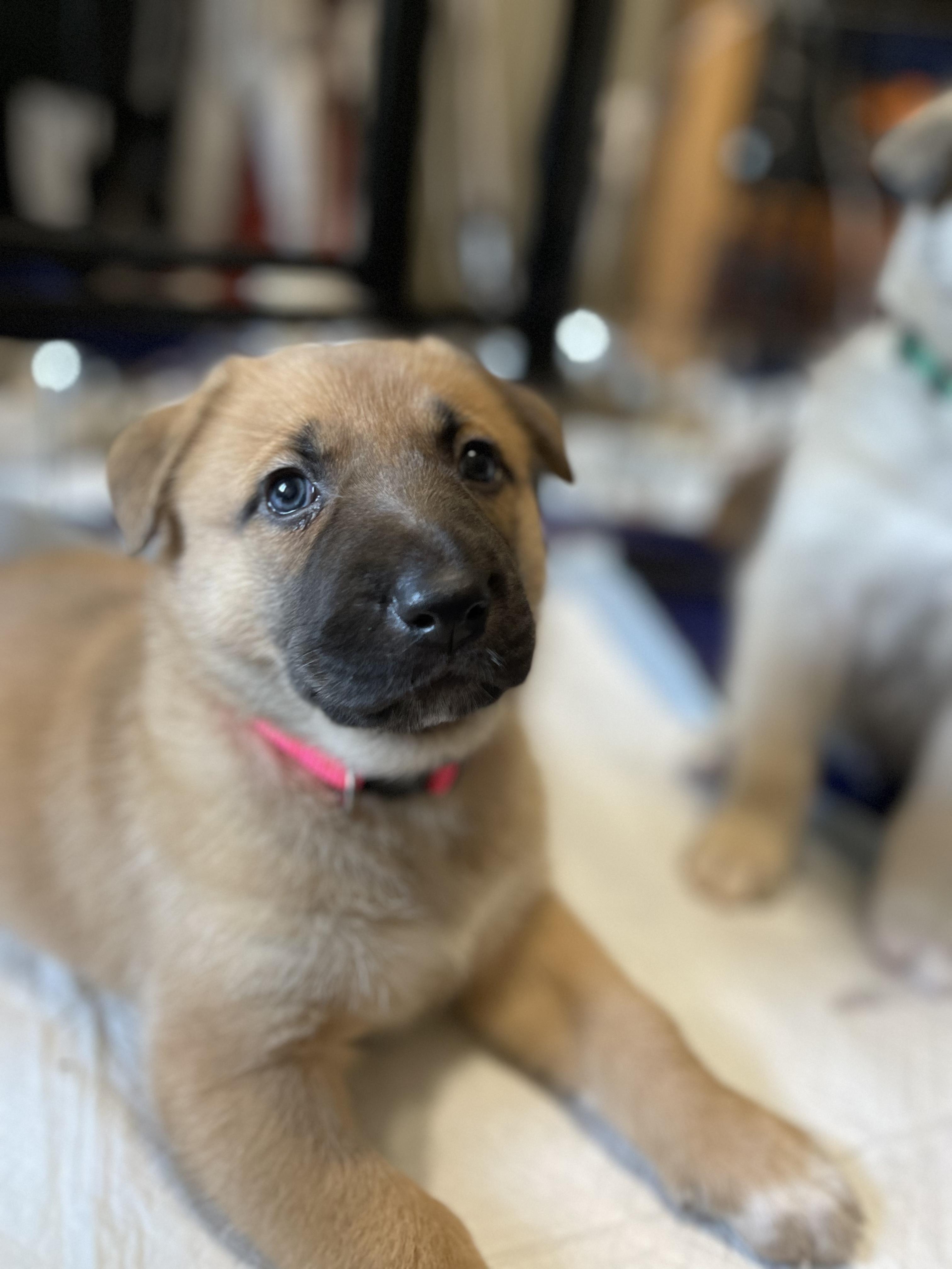 Enlarge Wisteria, a Adoptable mixed breed in Burleson, TX image 3/4