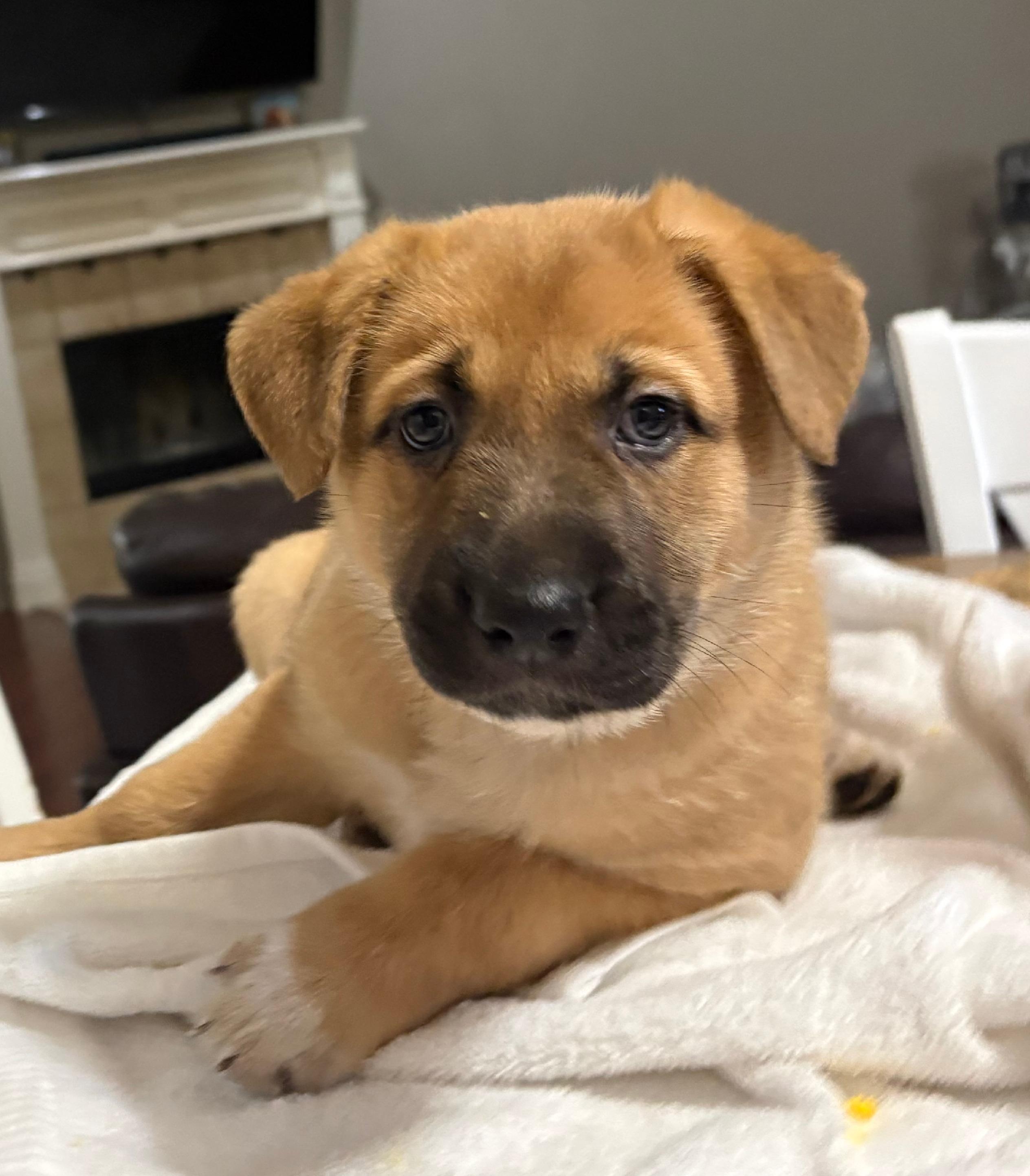 Enlarge Wisteria, a Adoptable mixed breed in Burleson, TX image 2/4