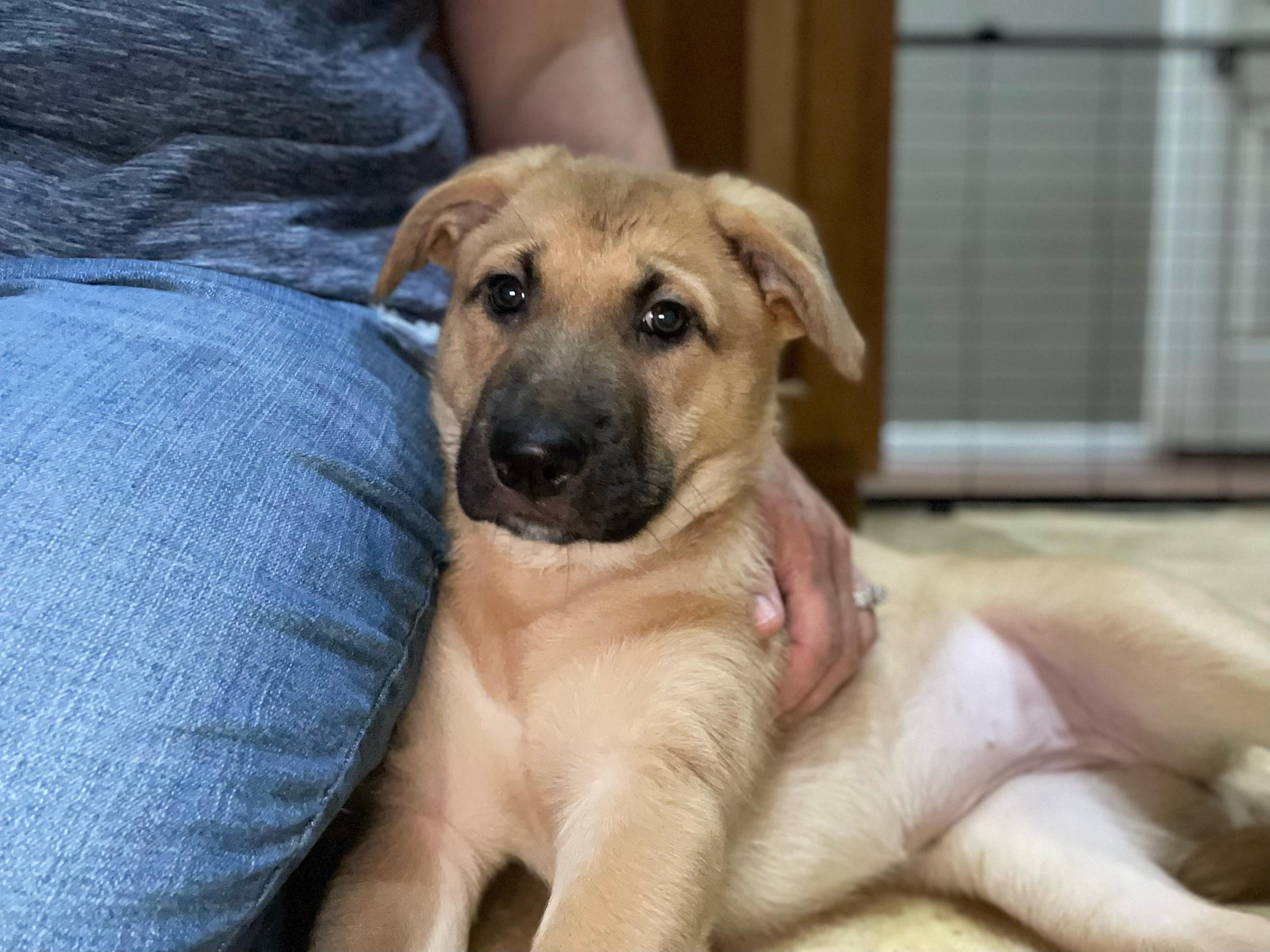 Wisteria, Adoptable, Puppy Female German Shepherd Dog & Border Collie.