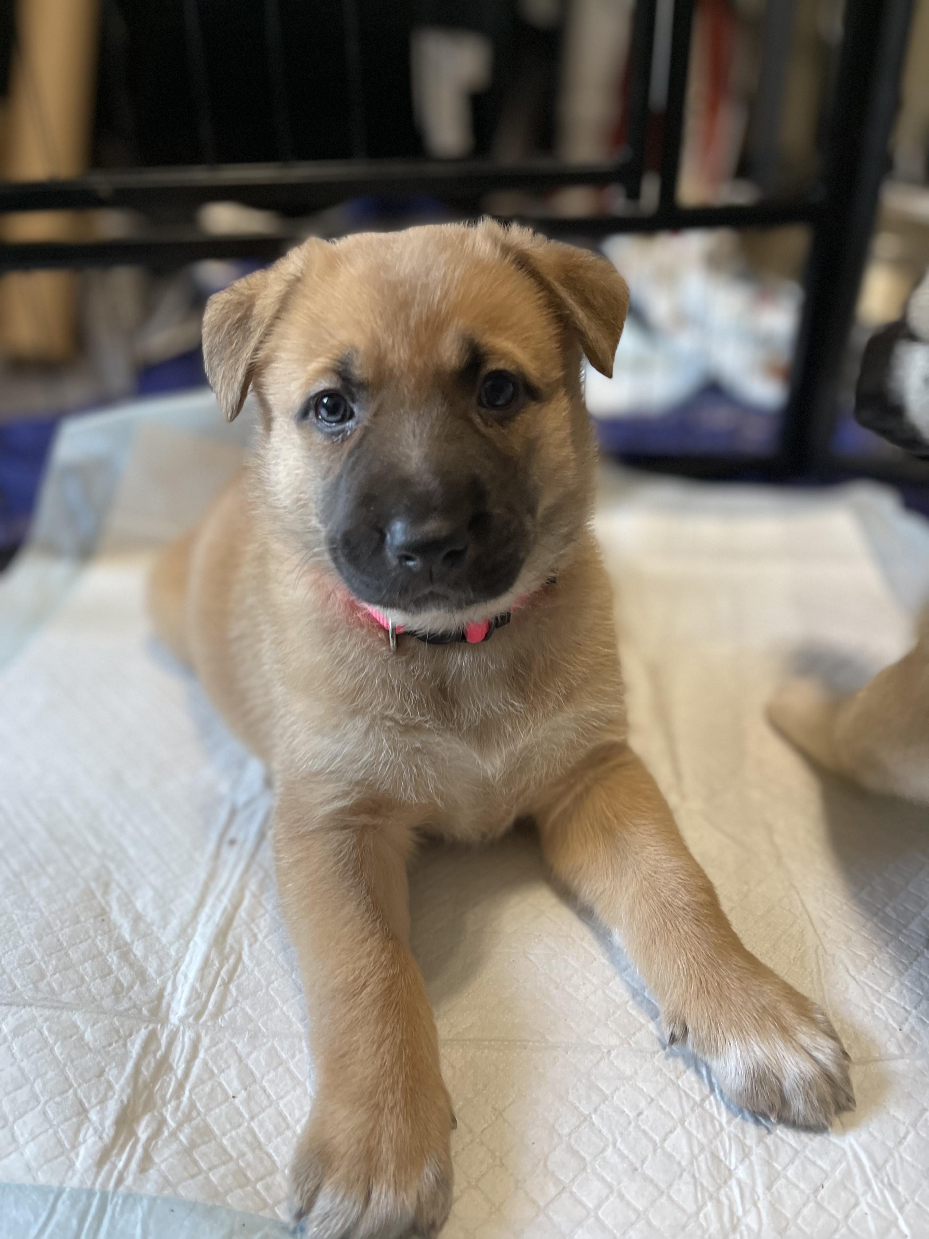 Enlarge Wisteria, a Adoptable mixed breed in Burleson, TX image 4/4