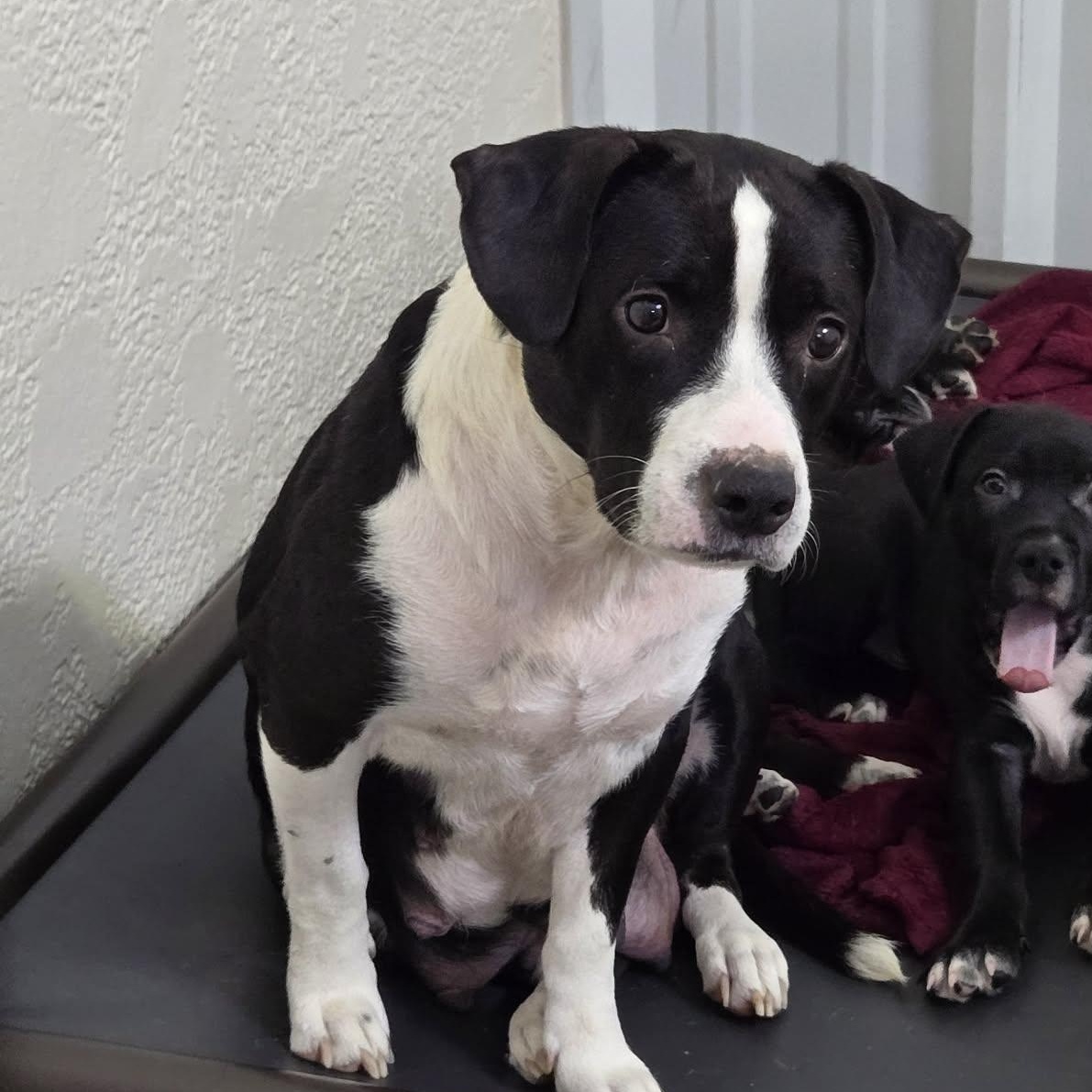 Holly, a ADOPTABLE mixed breed in Richmond, KY image 4/5