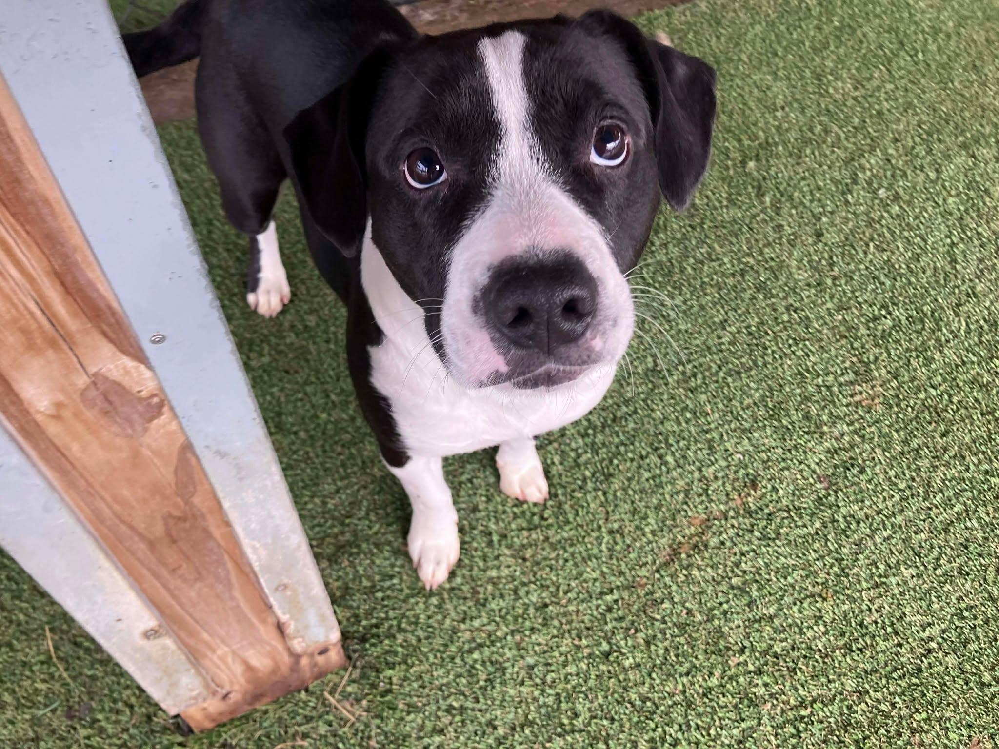 Holly, ADOPTABLE, Adult Female Border Collie.