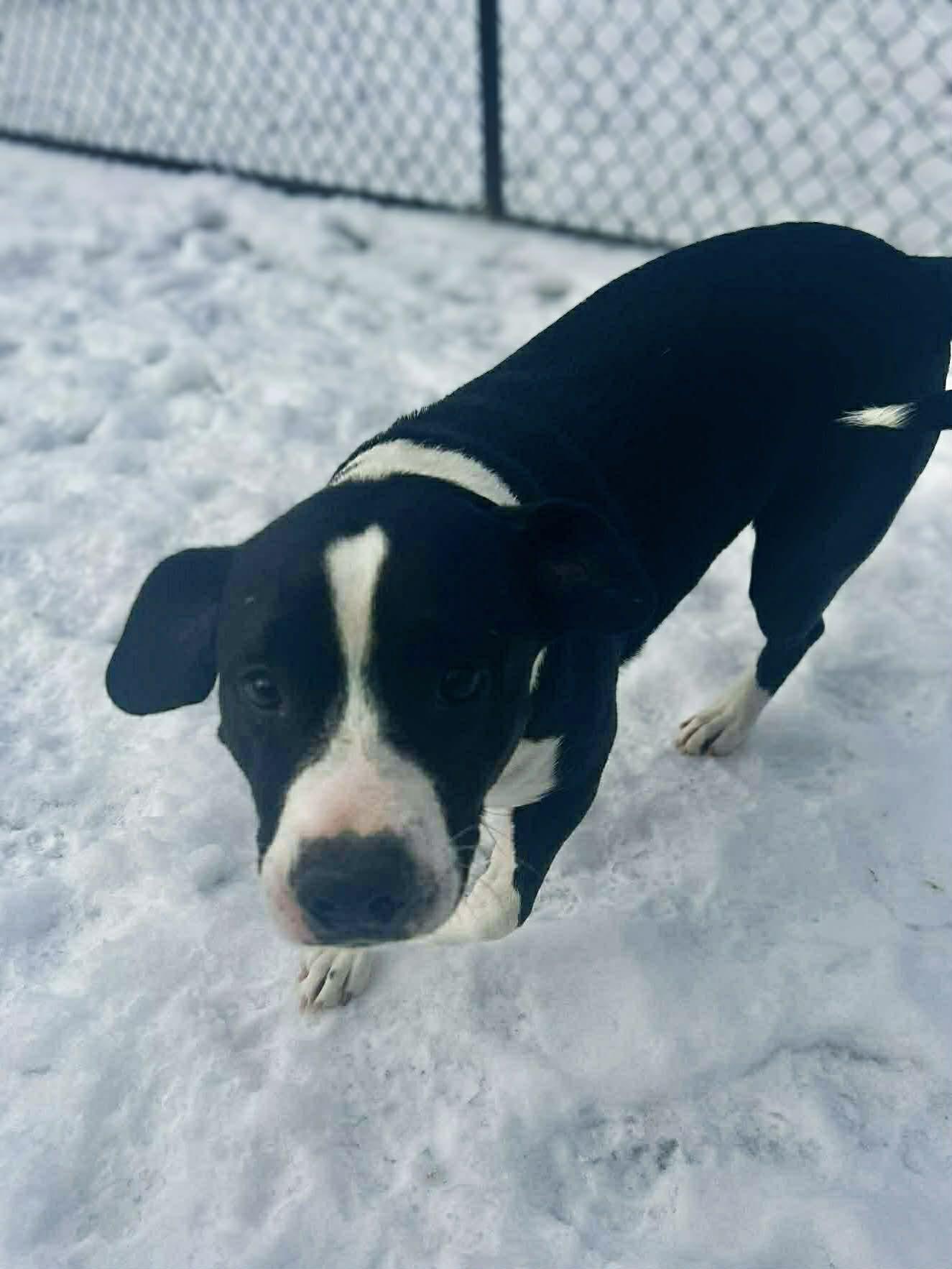 Holly, a ADOPTABLE mixed breed in Richmond, KY image 5/5