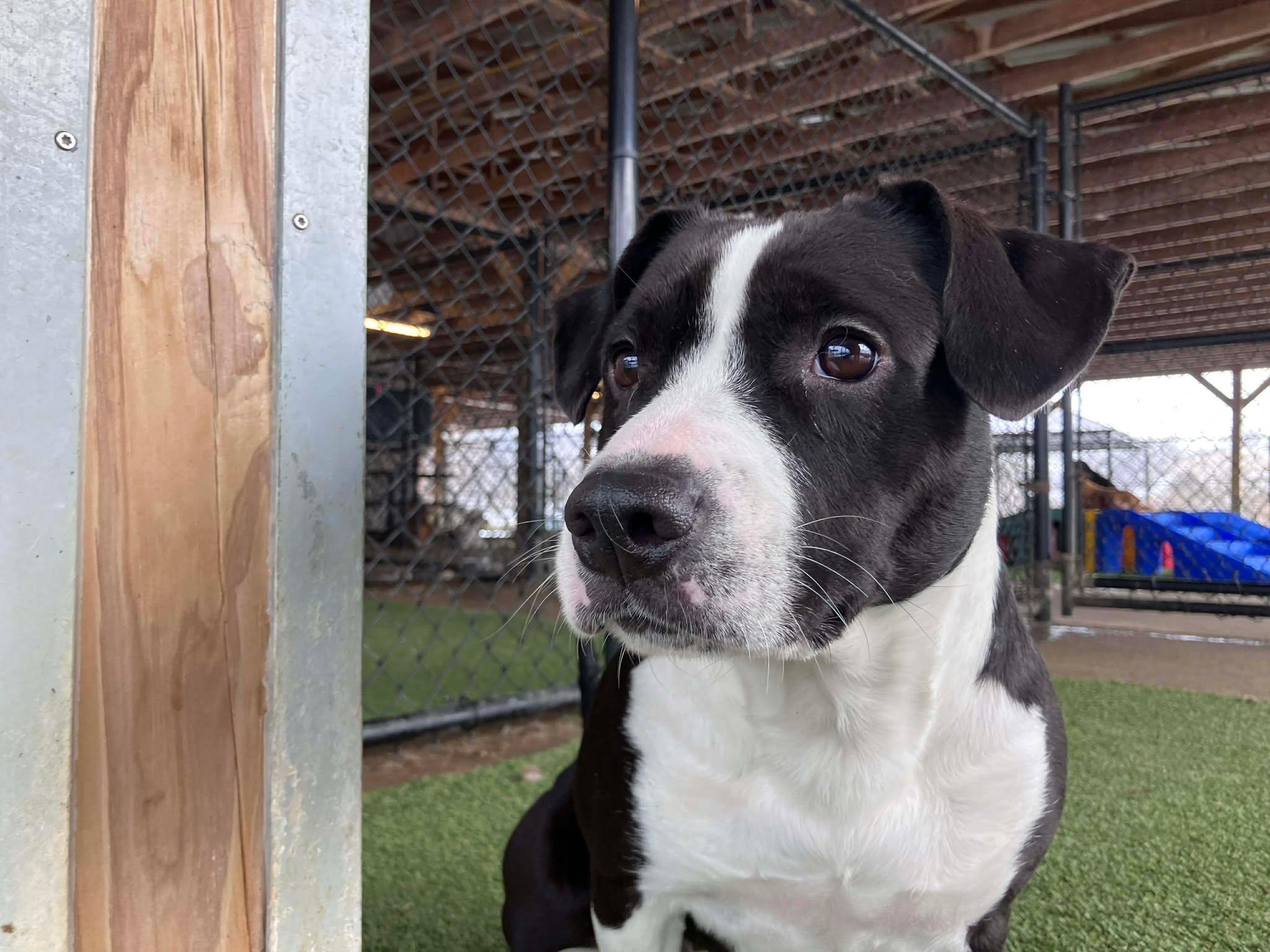 Holly, a ADOPTABLE mixed breed in Richmond, KY image 2/5