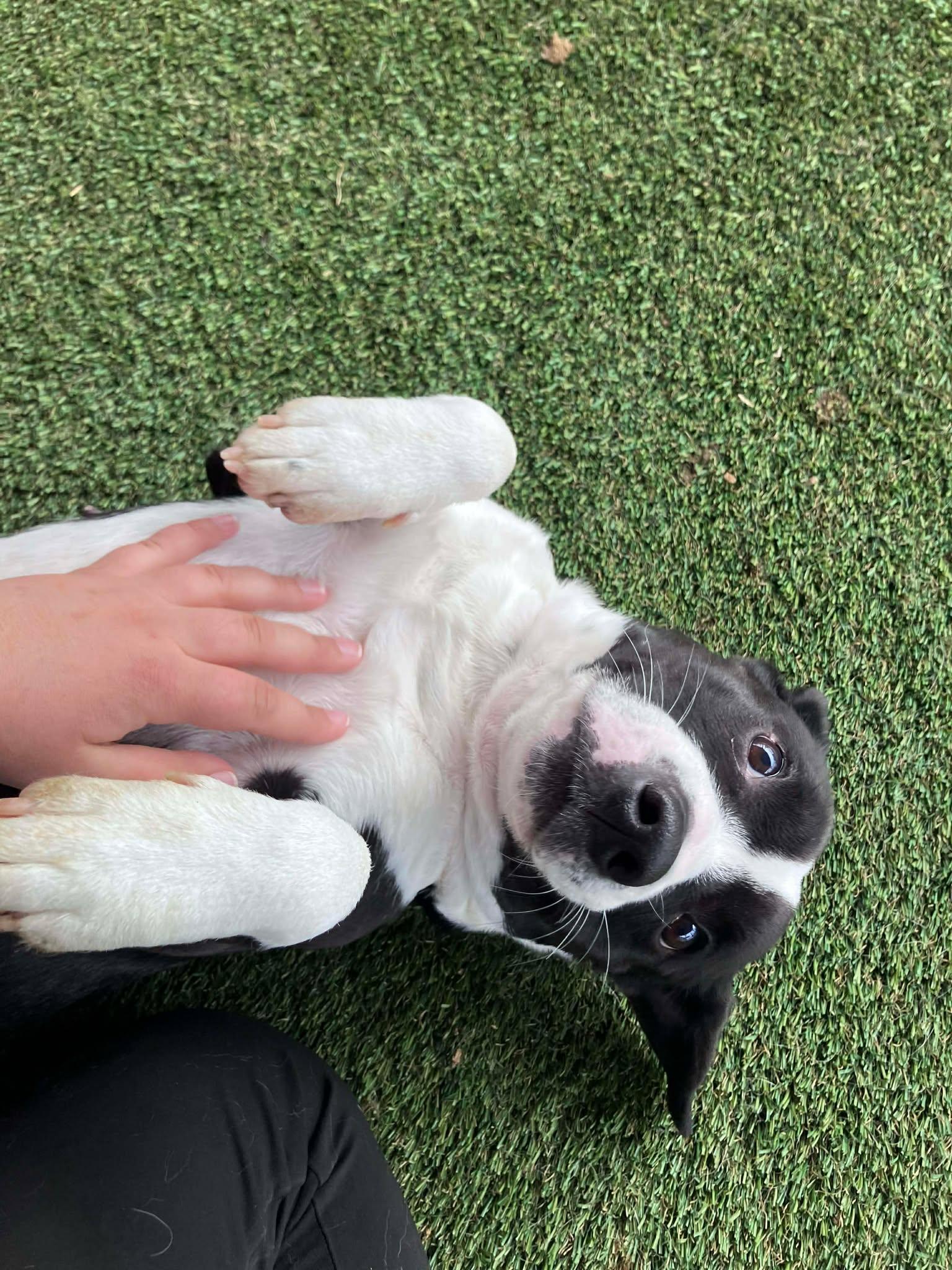 Holly, a ADOPTABLE mixed breed in Richmond, KY image 3/5