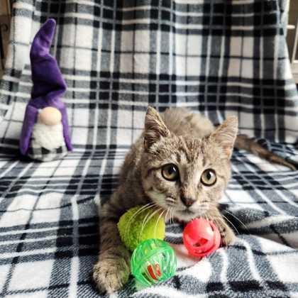 Tate, Adoptable, Kitten Male Domestic Short Hair & Domestic Short Hair.