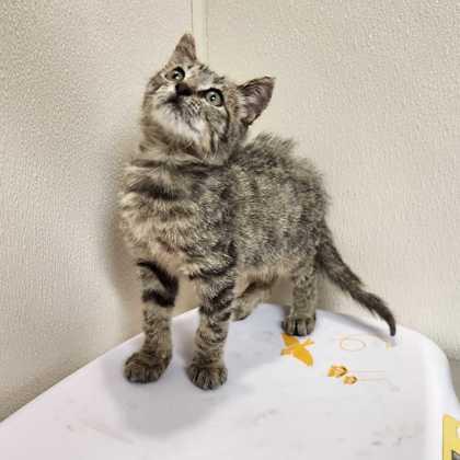 Tate, Adoptable, Kitten Male Domestic Short Hair & Domestic Short Hair.