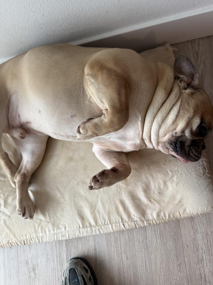Bart, Adoptable, Adult Male French Bulldog & English Bulldog.