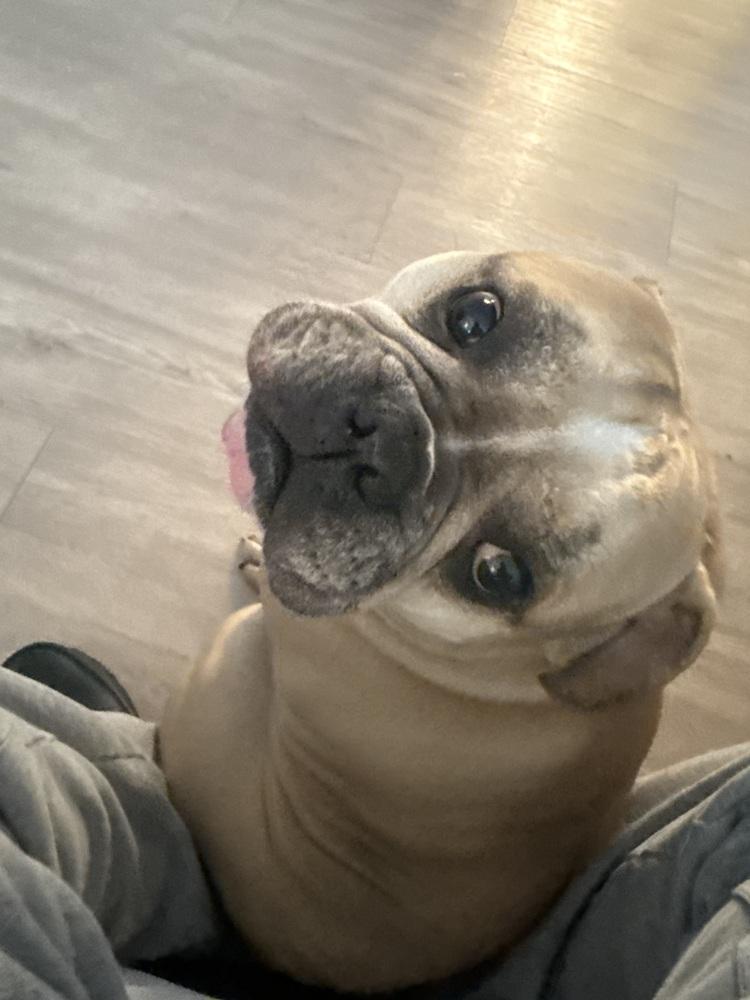 Bart, Adoptable, Adult Male French Bulldog & English Bulldog.