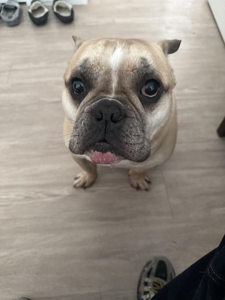 Enlarge Bart, a Adoptable mixed breed in ventura, CA image 3/3