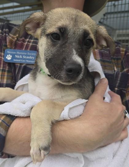 Enlarge FREDDY, a Adopted Mixed Breed in Fernandina Beach, FL image 1/1
