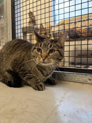 Enlarge Argon, a Adoptable Domestic Short Hair in Plano, TX image 3/3