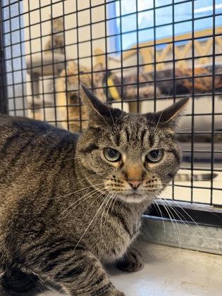 Enlarge Argon, a Adoptable Domestic Short Hair in Plano, TX image 2/3