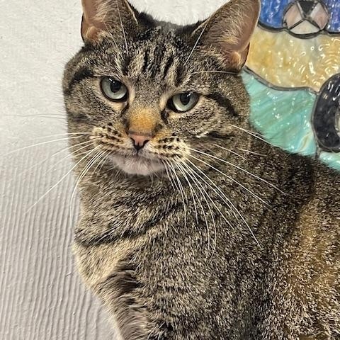 Argon, Adoptable, Adult Male Domestic Short Hair.