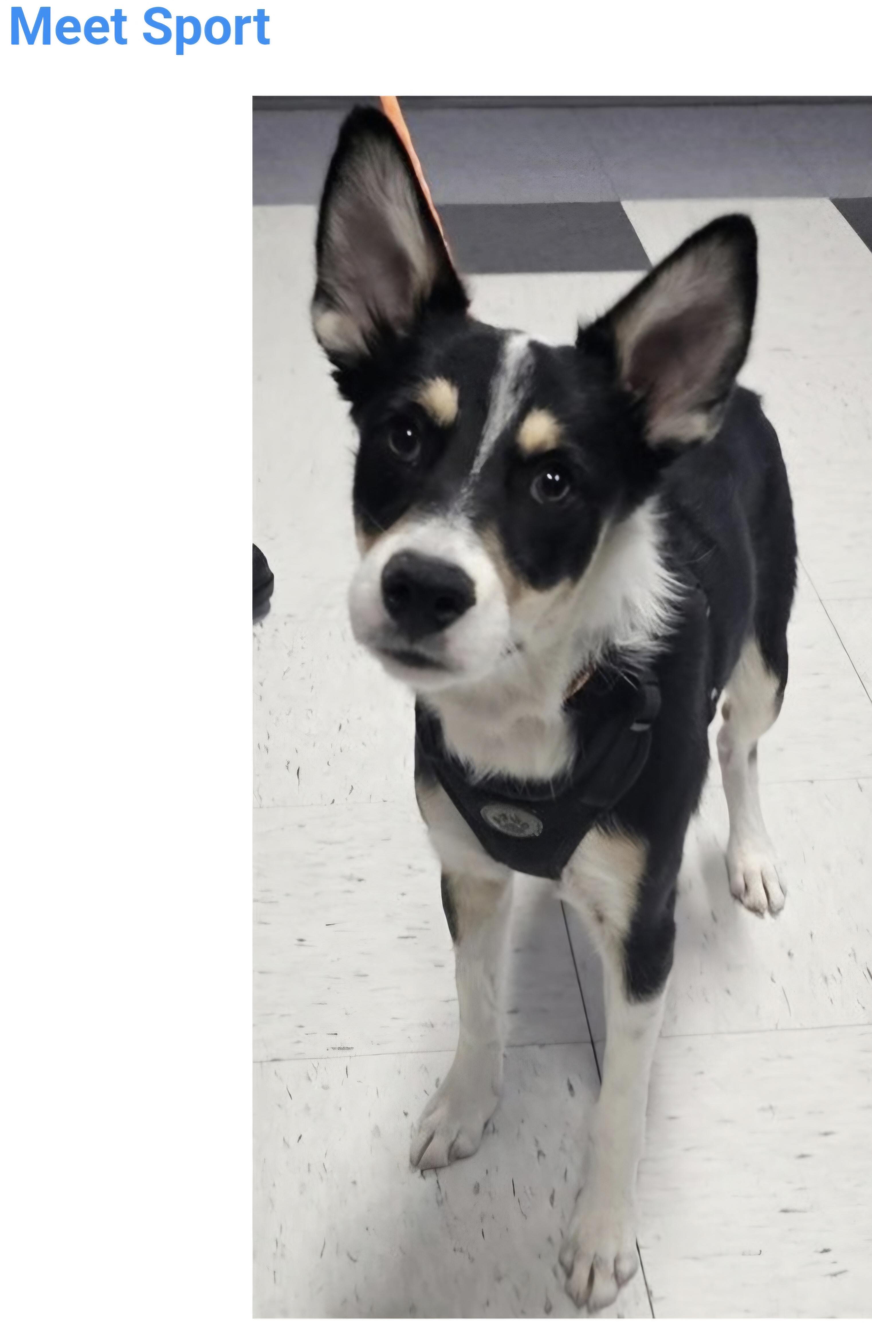 Sport, ADOPTABLE, Puppy Male Australian Cattle Dog / Blue Heeler.