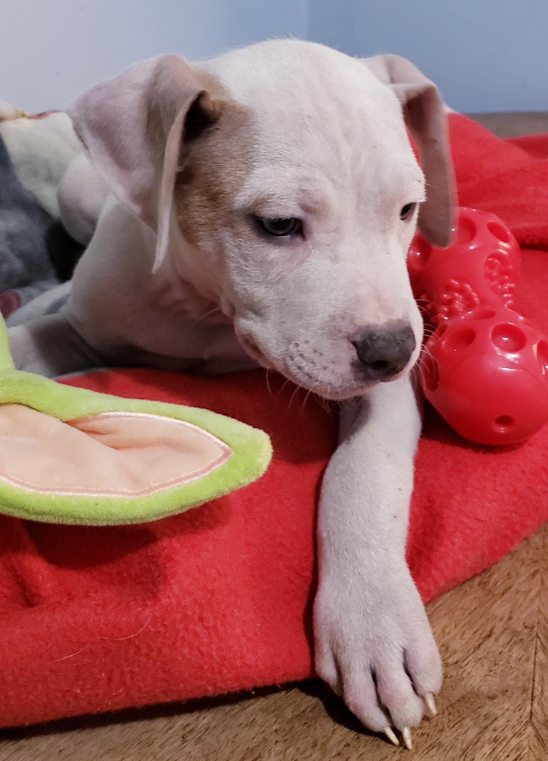 Brutus, a ADOPTABLE mixed breed in Detroit, MI image 5/6