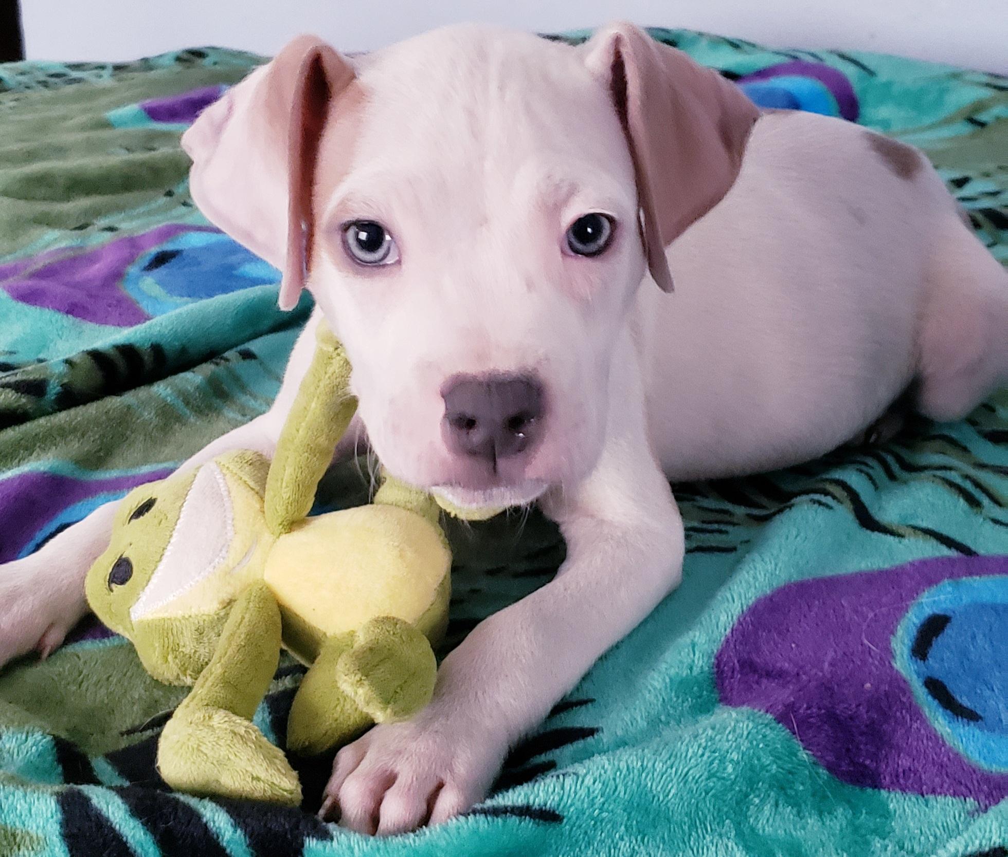 Brutus, a ADOPTABLE mixed breed in Detroit, MI image 2/6