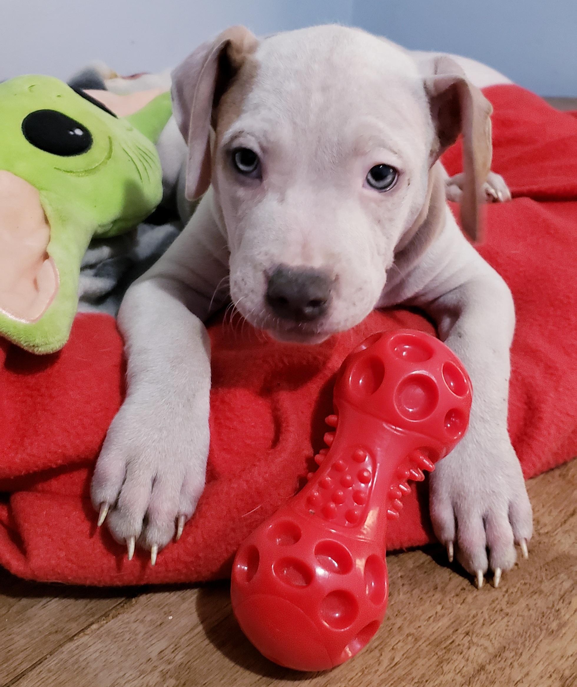 Brutus, ADOPTABLE, Puppy Male Pit Bull Terrier.