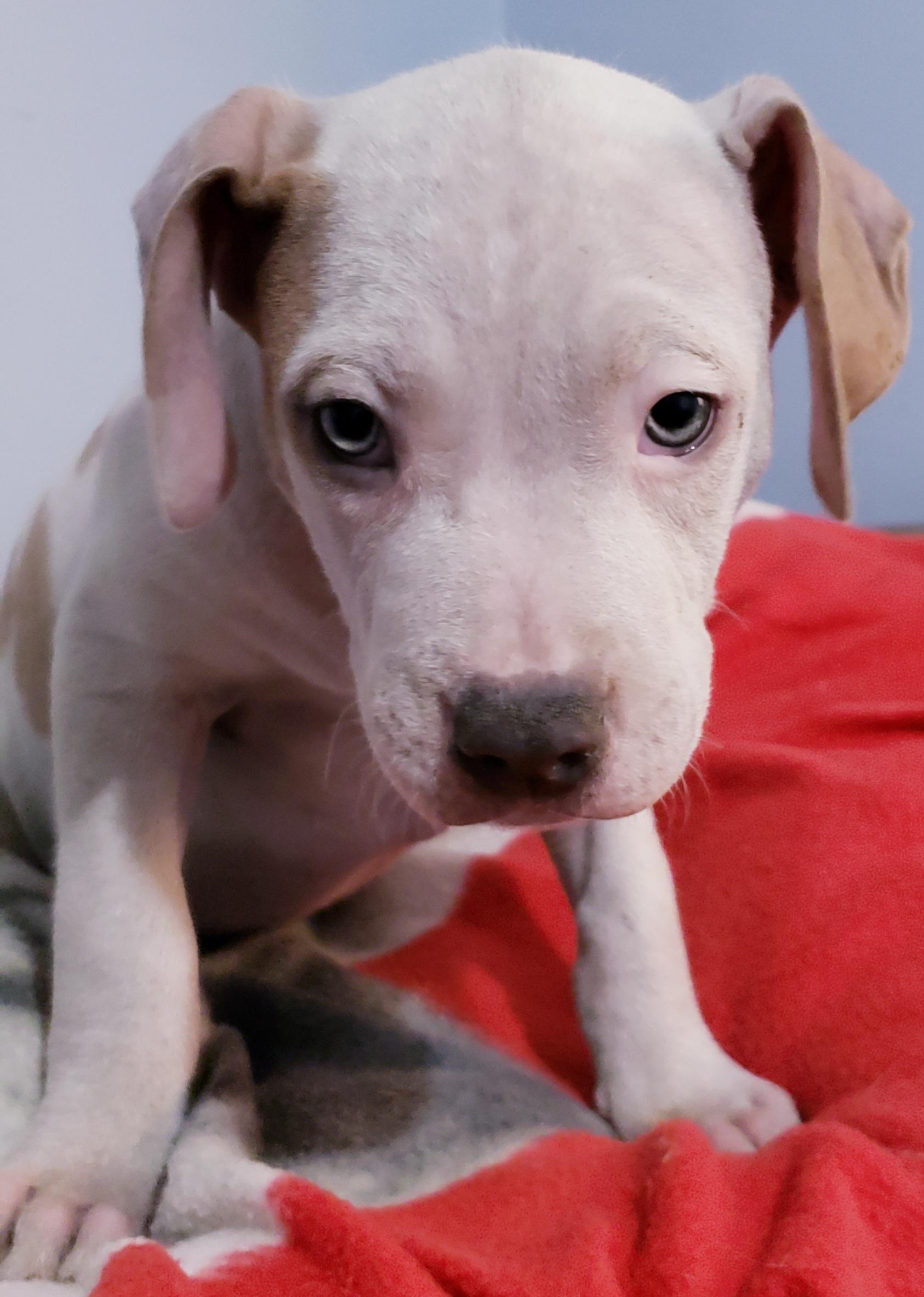 Brutus, a ADOPTABLE mixed breed in Detroit, MI image 6/6