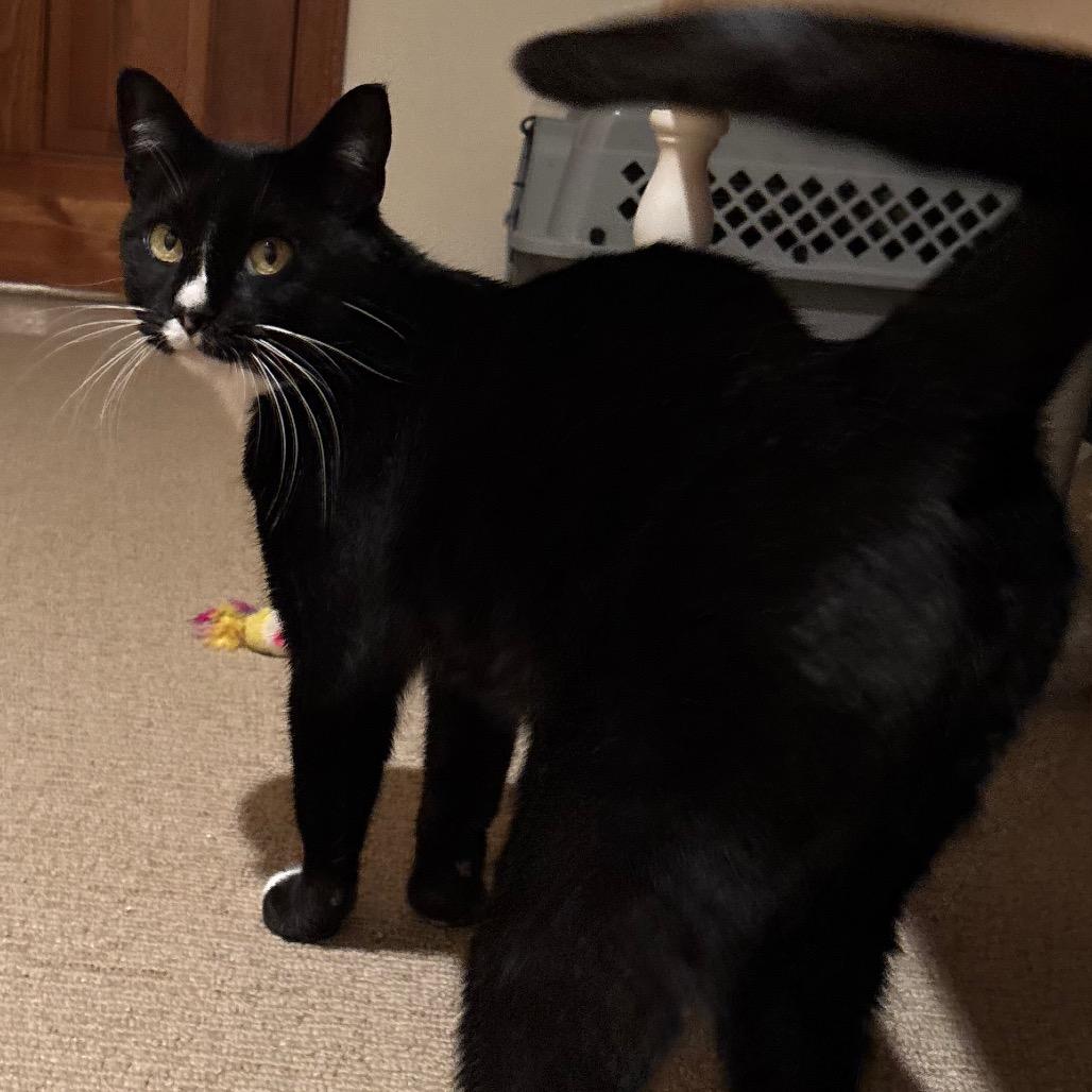 Winnie, a Adoptable Domestic Short Hair in Overland Park, KS image 1/2