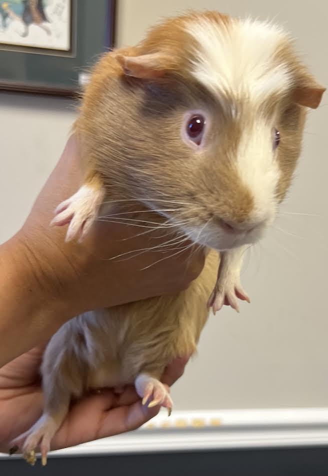 Lucky, Adoptable, Adult Male Guinea Pig.